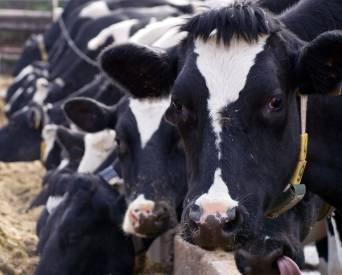 BigStockPhoto.com | Just because a protein is soluble, or becomes soluble while it remains in the rumen, should not be equated to the protein being completely broken down by rumen microflora.