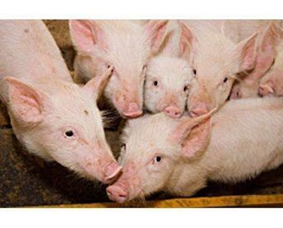 Fotolia Piglets 1307 Fi Lactose