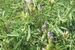 Soya UK | Narrow leaf (blue) lupin, Lupinus angustifolius, in flower and pods