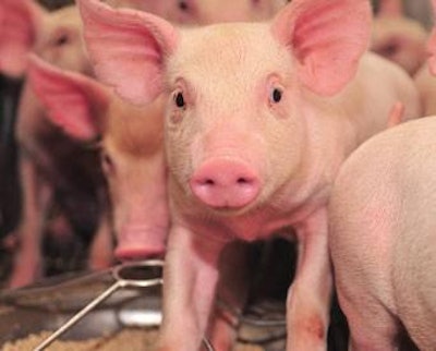 Dreamstime | Since the first incident of PED virus was reported in April 2013, more than 5 million piglets have died from the virus.