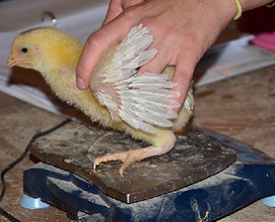 Texas A&M AgriLife Research photo by Robert Burns | In Dr. Jason Lee’s study on the effects of feed with various combinations of enzyme additives and available phosphorus, 500 male chicks were individually weighed at seven and 14 days. Lee also analyzed the chicken litter the chicks produced for residual phosphorus.