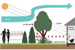 Vegetative buffers, like this one on a layer farm comprised of willow, poplar and arborvitae, can remove significant amounts of ammonia, dust and odor from exhaust fan emissions.