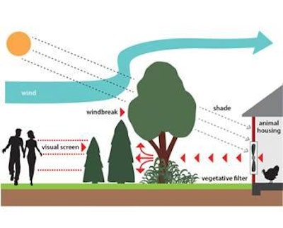 Vegetative buffers, like this one on a layer farm comprised of willow, poplar and arborvitae, can remove significant amounts of ammonia, dust and odor from exhaust fan emissions.