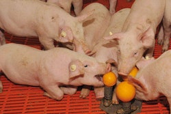 WEDA Dammann and Westerkamp along with Kassel University have teamed together to develop rooting cones and pushing balls made of a flexible material that allow piglets and fattening pigs to act out their natural play in a safe way.