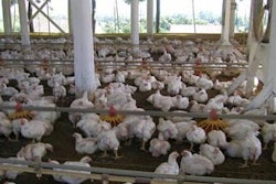 Clean air contributes to nutrient intake in the digestive process, regardless of the number of birds per square meter, type of litter used, or condition of drinkers.