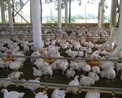 Clean air contributes to nutrient intake in the digestive process, regardless of the number of birds per square meter, type of litter used, or condition of drinkers.
