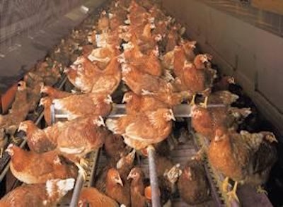 Cage-free egg production in the U.S. has grown rapidly and represents an estimated 5-6 percent of the total egg market.