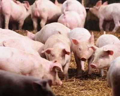iStock | Studies showed that fine grinding corn in nursery pigs provided little benefit, but feed efficiency was improved in finishing pigs.