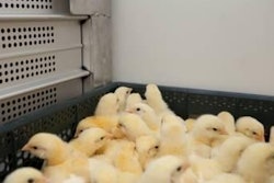HatchTraveller will be able to transport more than 62,000 chicks per truck.