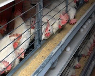 The Sustainable Egg Project evaluates conventional cages, enriched colony cages, and cage-free aviaries for their impacts on hen behavior and well-being, the environment, food safety, worker health and safety, and food affordability.