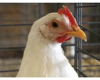 Check out the most up-to-date data on the top 350 poultry companies in the world at www.poultryinternational-digital.com.