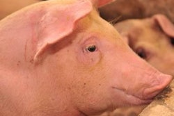 Braendan Yong I Dreamtime | Selection for breeding purposes starts at an early age.