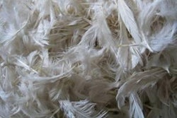 Plumas 1203 Ia Noticias