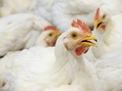 A Colombia le falta un 4 o 5 por ciento por mejorar aún en conversión alimenticia.