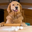 Dogbakery1