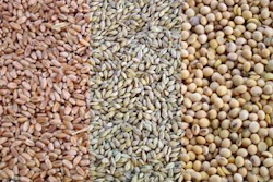 luisrock62 | freeimages.com | Alternative cereals can be used to bring down feed cost.