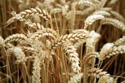 Wheat contains more choline than corn and reduces the need for choline supplementation. Jimmy Lemon | Freeimages.com