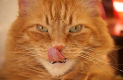 FOTER | Ducklover Bonnie