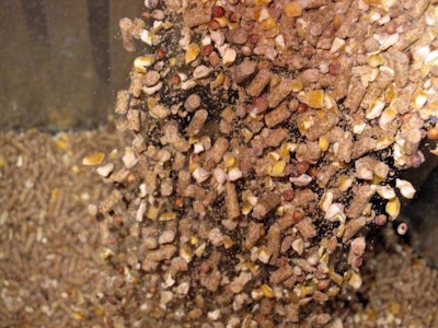 The question most frequently asked regarding cracked maize, or cracked corn, is whether it should be part of a pelleted complete diet or be mixed with pellets that contain the rest of the complete diet. | Andrea Gantz