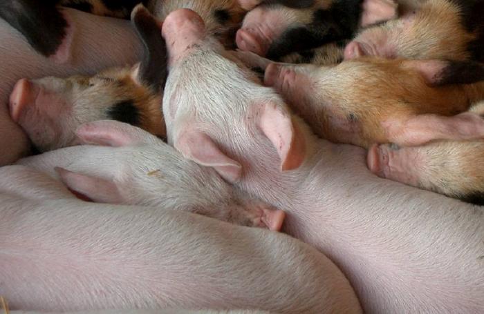 (Pieter van der Wulp, Freeimages.com)