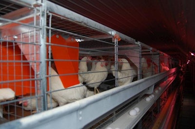 Canada's egg farmers will be required to keep their laying hens in fully enriched housing in the future. | Terrence O'Keefe