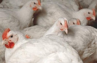 Australian Chicken Meat Federation