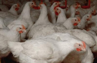 WATT Global Media on February 15 will host the VIV MEA program Broiler Meat Trade & Welfare: Focus Middle East/Africa.