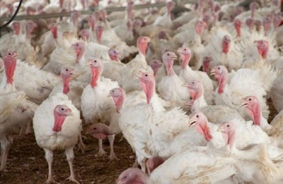 Photo courtesy of the Iowa Turkey Federation