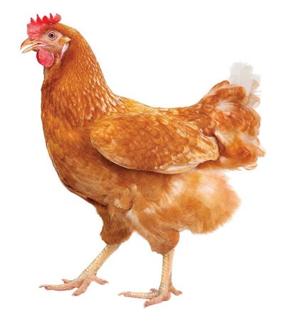 Egg producers need to consider how a cage-free system will look to consumers when they make a purchase decision. | iStock