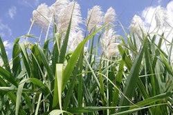 La harina de caña de azúcar, ¿una materia en alimentos balanceados avícolas? | Wikimedia Commons