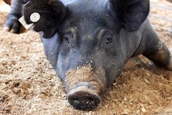 Photo by Andrea Gantz