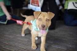 Nutrition is an important part of a dog's overall health and wellness, according to Victoria Stilwell, star of “It’s Me or the Dog” on Animal Planet.