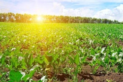 Photo by AlinaMD | Bigstock