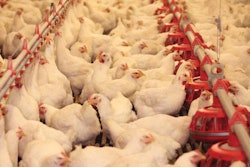 With antibiotics being phased out of poultry production, the use of novel growth promoters by 2030 could rise by as much as 120 percent. | BigStock.com
