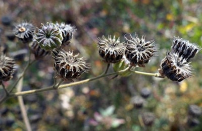 Poultry farmers in the Waikato, New Zealand, are being blamed for the spread of the invasive weed velvetleaf. | ArrantPariah, BigStock