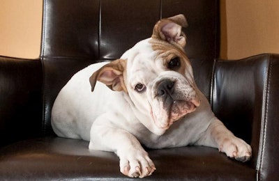 English Bulldog | Wikimedia Commons | Jazz Guy