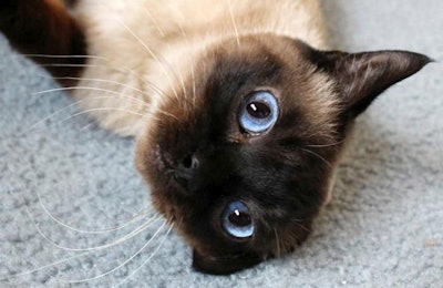 photo by Andrea Gantz | Flickr