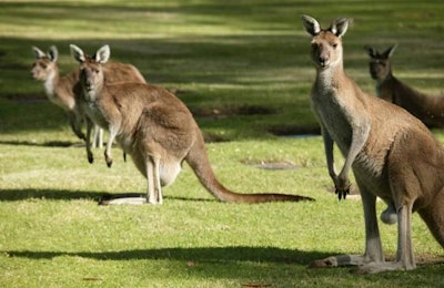 (Kitch Bain | BigStockPhoto.com)