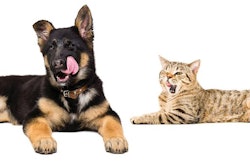 As pet owners become more and more involved in their pets’ meal times, the complexity and nuance of pet food palatability technologies continue to evolve. | sonsedskaya.Dreamstime.com