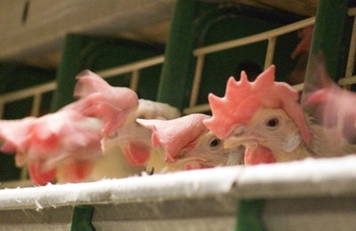 Es imposible medir el bienestar animal pensando en el sentir del animal porque es difícil de establecer esa sensación, dice John McGlone de la PAACO.