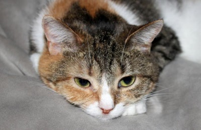 Photo by Andrea Gantz