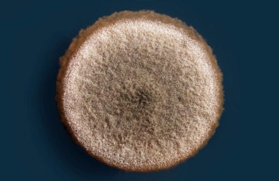 Aspergillus niger colony on an agar plate | Pelooyen | BigStockPhoto