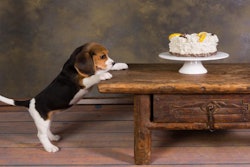 Unlike Baby Boomers, perhaps Millennials can’t yet afford to have their cake and feed their pets, too. | AnnekaS, Bigstockphoto.com