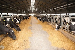 Constantin Oprus, Dreamstime