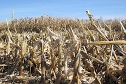 Corn is among the formerly common pet food ingredients that have become demonized by internet “experts.” l Andrea Gatz