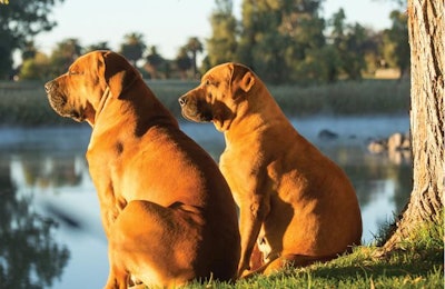 South African Boerboel dogs (Jacques Jacobsz | Fotolia.com)