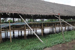 Rural communities account for more than 70 percent of the world’s extreme poor. Poultry farming supplies food and extends opportunities to earn a living. | Courtesy Aviagen