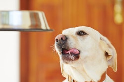 Pet food formula variety continues to be a driving force in the industry, giving fiber options a place at the ingredient table. | chalabala.Fotolia.com