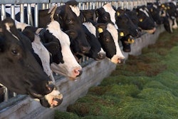 Martine De Graaf, Dreamstime