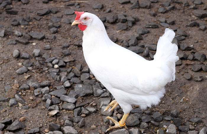 photo by Andrea Gantz